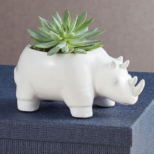 Safari Rhino Succulents
