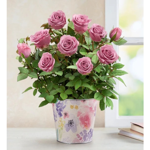 Lovely Lavender Rose