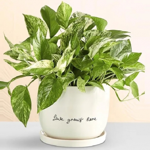 Love Grows Here Pothos Plant