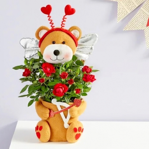 Beary Cupid Rose Plant