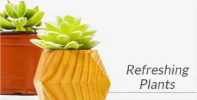 Send Plants Online to UK Send Plants Online to UK